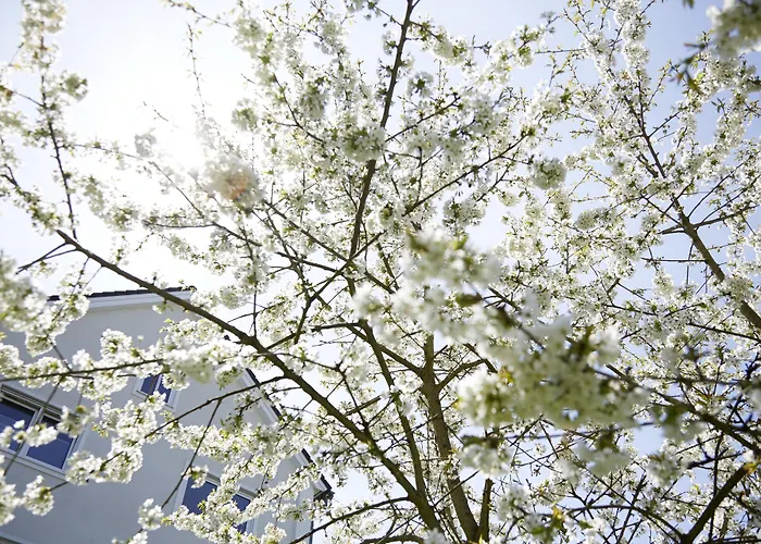 ホテル Kochs Stadthotel 4*